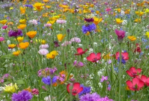 Sommer Blumen - Wiese mit Kräutern - Blumen ca. 10 Gramm Bienenweide Samen - Bild 1 von 1
