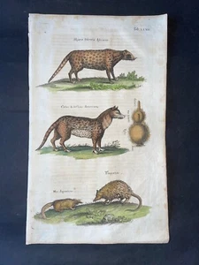 MERIAN - HYAENA PL.73  FOLIO - ORIGINAL ENGRAVING PRINTED 1650 1ST EDITION - Imagen 1 de 1