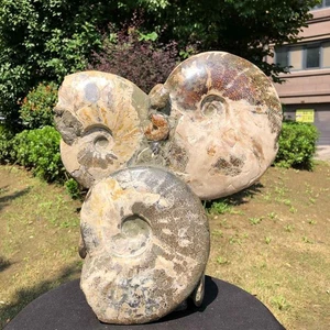 16,06 Pfund TOP natürlicher schöner Ammonit Fossil Muschel Kristall Exemplar heilt 2260 - Bild 1 von 17