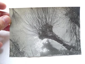 VINTAGE FOTO VECCHIA FOTOGRAFIA  MANZOTTI PIACENZA CAMPAGNA ALBERO GELSO SALICE - Picture 1 of 2