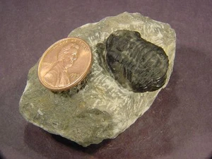 MA Marocco Marocco Fossilizzato Trilobite Espositore Esemplare 7725C - Foto 1 di 1