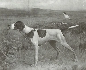 Puntero inglés 1909 Thomas Blinks impresión L989 - Imagen 1 de 2