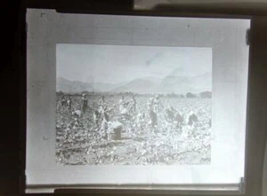 B&W Negative View of Old South Africa scroll down for further photos - Picture 1 of 1