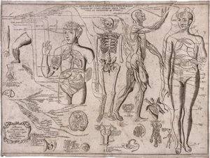 J. Dumoulin : "Anatomy of Principal parts of the Body" (1679) — Fine Art Print - Picture 1 of 7