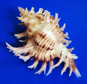 Sea shell Chicoreus cnissodus 61mm, gem, very nice spines & pattern, perfect - Picture 1 of 6