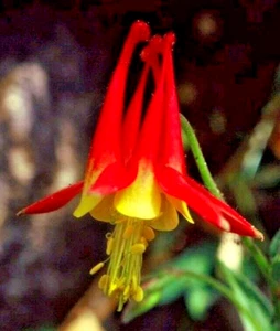 WESTERN RED COLUMBINE, 200 SEEDS, AQUILEGIA FORMOSA, SITKA COLUMBINE - Picture 1 of 11