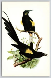 Honolulu Hawaii ʻOʻō Honeycreeper Natural Color Reproduction Chrome Postcard - Picture 1 of 2