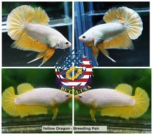 1 TRIO  -  Live Betta Fish High Quality Halfmoon Plakat HMPK  Yellow Dragon - Picture 1 of 1