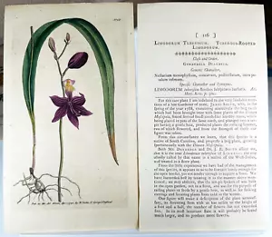 1790 Curtis Botanical #116 LIMODORUM TUBEROSUM Original - Picture 1 of 3