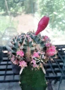 Gymnocalycium Diamantes Rosa 50 Semillas Ariocarpus + Certificado FITO - Imagen 1 de 6