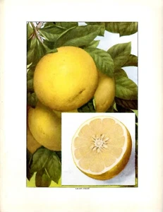 The Grocer's Encyclopedia Print Grape Fruit 1911 - Picture 1 of 1