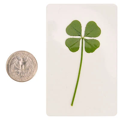 Настоящие ирландские подвески на удачу с четырьмя листьями клевера амулет на удачу с покрытием большого размера - Изображение 1 из 4