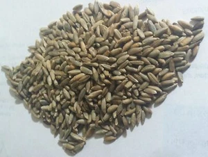 Organic Rye Berries Non-GMO Kosher Raw - Picture 1 of 2