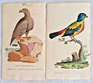 Adler Fink 2 handkolorierte Kupferstiche 1798 & 1800 - Bild 1 von 3