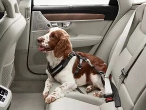 Genuine Volvo Dog Harness - Medium (33 - 66 Lbs.) 31470401 - Bild 1 von 1