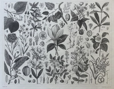 Botanik Pflanzen Tafel Stahlstich Wagenschieber Heck Blumen Druckgrafik 19. Jh. - Bild 1 von 4