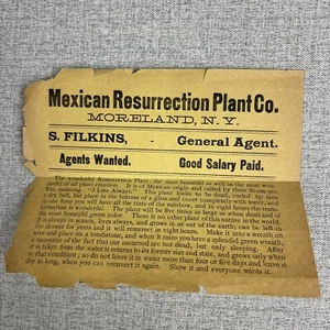 Mexican Resurrection Plant Co. Moreland, N. Y. Advertisement - Agents Wanted - Picture 1 of 4
