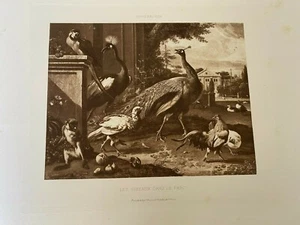 Gravure du19ème "Les oiseaux dans le parc" d'après Hondekoter imp V Boussod - Imagen 1 de 2