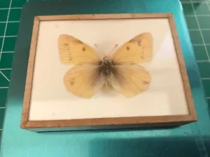Framed Taxidermy Real Yellow Colias Edusa (female) - Picture 1 of 5