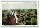 1920 Farmers Cutting Tobacco In Havana Vintage Postcard F96