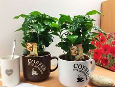 1 Coffee Plant in 12cm Ceramic Coffea Mug Indoor House Garden Cafe Arabica Tree