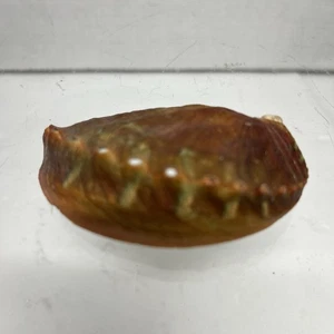 Red Abalone Haliotis Rufescens Shell - Picture 1 of 5