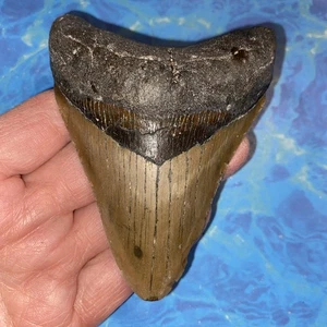 MEGALODON SHARK TOOTH 4.10”  HUGE TEETH MEG SCUBA DIVER DIRECT FOSSIL NC 5342 - Picture 1 of 8
