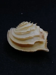 Bassina disjecta wedding cake clam sea shell. 45mm Collector home decor #13164 - Picture 1 of 5