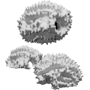Dandelion Pollen Model for Scientific Microscopy Research & Educational Use - Picture 1 of 3
