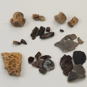 Hell Creek Fossil Sammlung - Champosaurus, Amphibie, Fisch, Krokoodil, Gar - Bild 1 von 24