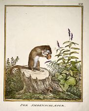 1816 Dormouse, Karl Schmidt, 4to, hand coloured, incunabula of lithography