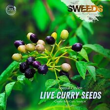 Curry Leaves/leaf Live Seeds Plant Natural Kadi Patta Murraya Free Shipping 2024