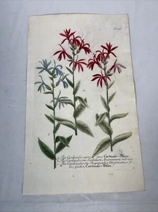 JOHANN WEINMANN 5 MEZZOTINT ENGRAVING BOTANICAL ILLUSTRATION 1737 PRINT - Picture 1 of 7