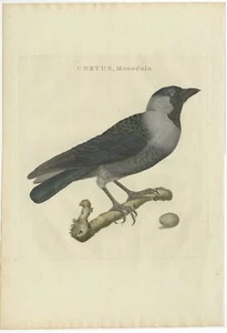 Antiker Vogeldruck der Western Dohle von Sepp &amp; Nozeman (1797) - Bild 1 von 1
