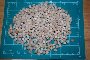 1/4" Mushroom Top Birch Wood Plugs 500pc Packs - PL20 - Picture 1 of 5