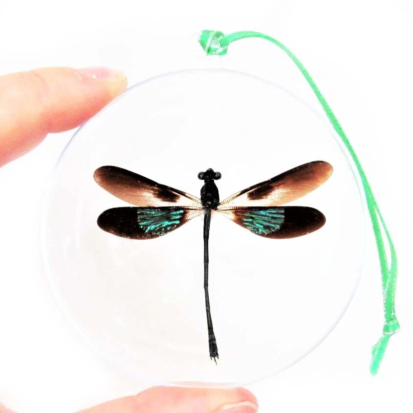 Euphaea variegata REAL VERDE LIBÉLULA ADORNO NAVIDAD REGALO Foto 1 de 1