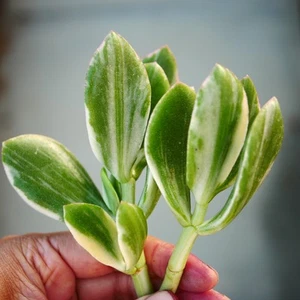 Crassula Ovata Tricolour Variegated 10 cm Cutting, Variegated Jade Plant - Picture 1 of 3