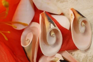 25-JUMBO LILY CUT STOMBUS LUHUANUS,larger seashell flowers,Christmas Ornaments - Picture 1 of 10