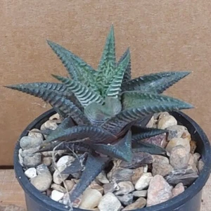 Haworthia Danny's Special Succulent Plant - Unique and Stunning! - Picture 1 of 5