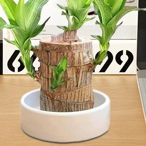 Mini Bandeja Brasileña de Madera de la Suerte Hidropónica Maceta Árbol Tocón Mini Bandeja Interior Exterior - Imagen 1 de 12