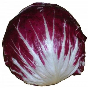 SEMILLAS DE RADICCHIO * ROUGE DE VERONA * 100 SEMILLAS * COCINA ITALIANA * - Imagen 1 de 1