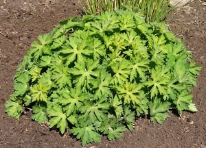 Storchschnabel - Geranium wallichianum 'Rozanne' ® Staude im 1-Liter Topf - Bild 1 von 4