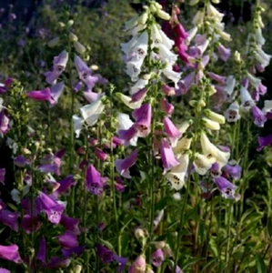 2 GR DIGITALIS PURPUREA ''' ''Foxi'" ca. 10000 SAMEN - Bild 1 von 1