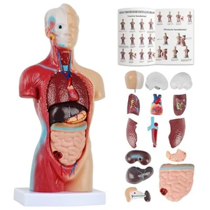 2025 Human Body Model for Kids 14 Pcs Removable 11 inch Human Torso Anatomy M... - Picture 1 of 6
