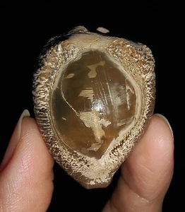 SEASHELL COWRIE FOSSIL, BARYCYPRAEA BEBERKIRIANA FROM JAVA, INDONESIA, 37MM - Picture 1 of 7