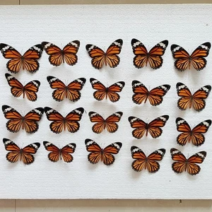 10 pcs natural Real Butterflies Specimen (Danaus genutia) - Picture 1 of 2