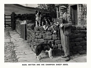 BORDER COLLIE SHEEPDOG TRIALS WIINER UND HUNDE HUNDE GRÜSSE NOTIZKARTE - Bild 1 von 1