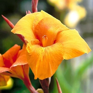 Free Shipping - 2-rhizomes - Canna Lily Wyoming - Picture 1 of 11