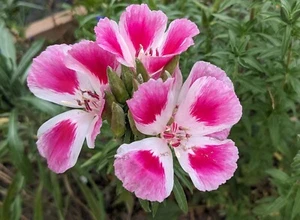 SEEDS- Clarkia Farewell to Spring Delicate Native Wildflower - Bild 1 von 5