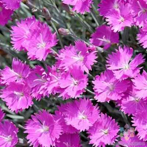 200+ Firewitch Carnation Seeds for Garden Planting - USA - FREE SHIPPING! - Picture 1 of 1